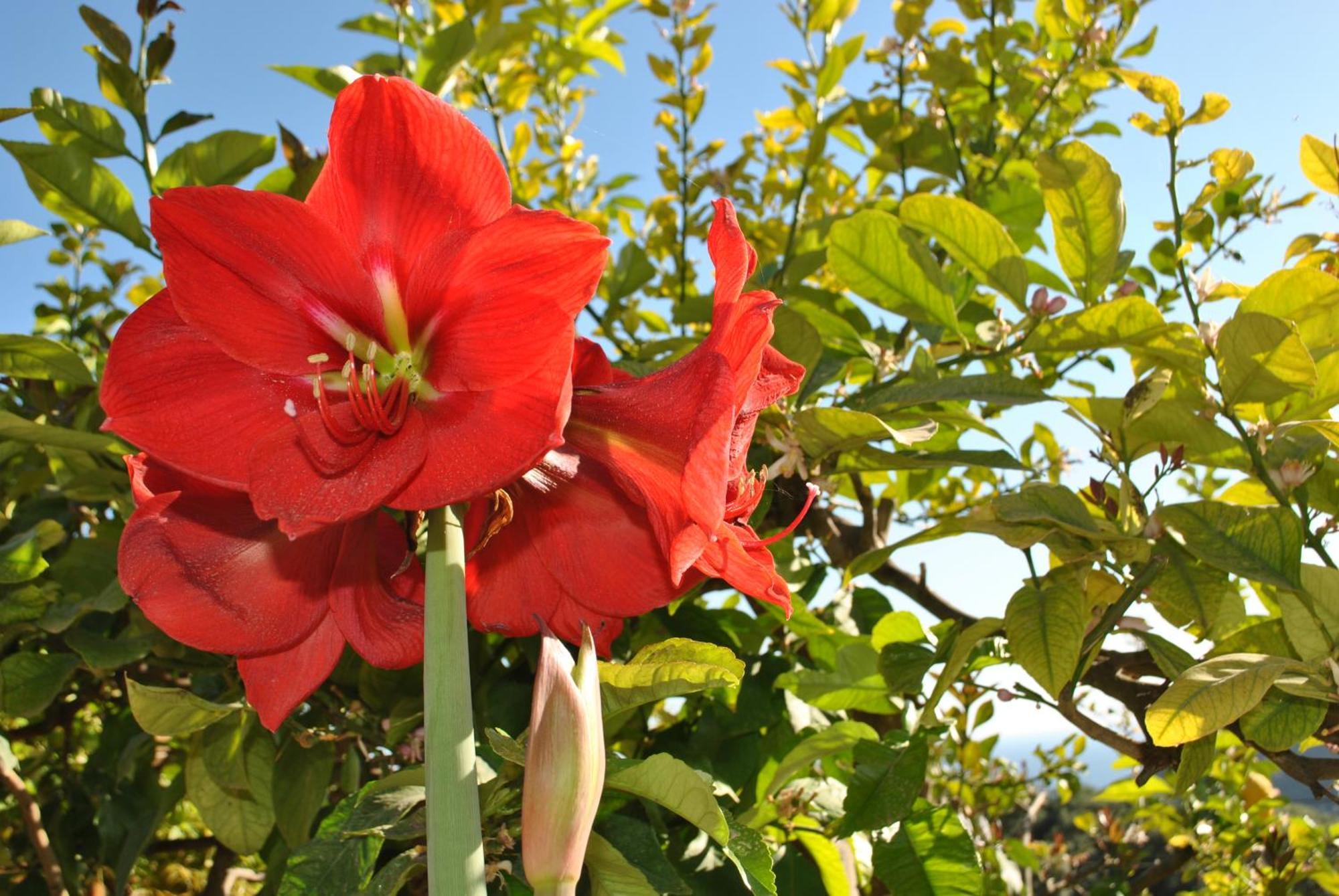Apartmán Amaryllis House Parga Exteriér fotografie